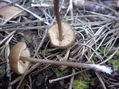 Entoloma hebes