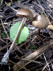 Entoloma hebes