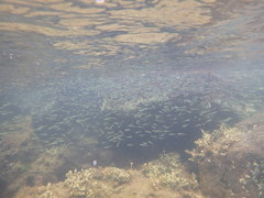 Trachurus novaezelandiae
