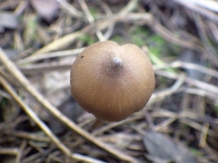 Entoloma hebes