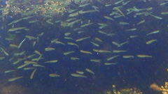 Trachurus novaezelandiae