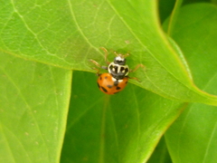 Hippodamia variegata