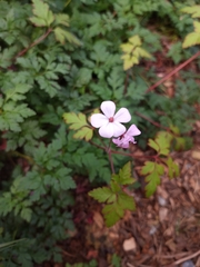 Geranium robertianum
