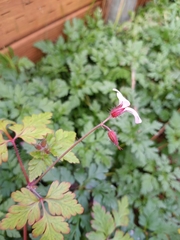 Geranium robertianum