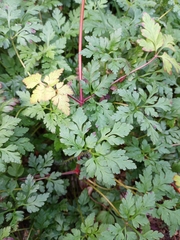 Geranium robertianum