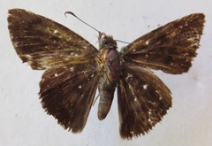 Pellicia arina