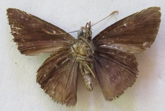Pellicia arina