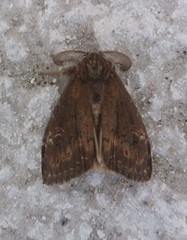 Dasychira chekiangensis