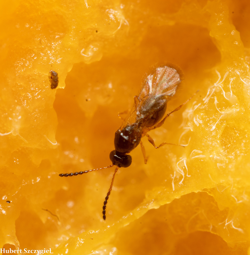 Hypodiranchis