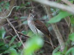 Attila spadiceus cozumelae