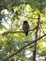 Strix occidentalis caurina
