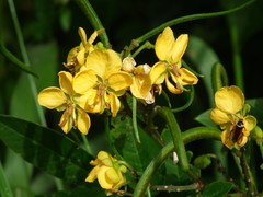 Senna neglecta