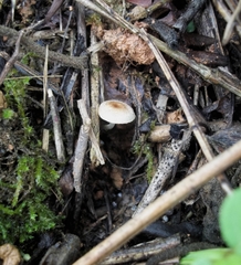 Fungi