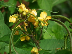 Senna neglecta