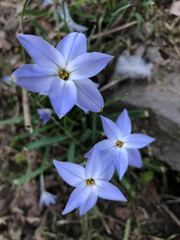 Ipheion