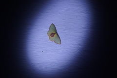 Synchlora amplimaculata