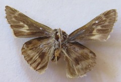 Polites vibex praeceps