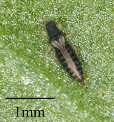 Heliothrips haemorrhoidalis