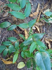 Berberis × hortensis