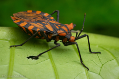 Spartocera pantomima