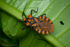 Spartocera pantomima
