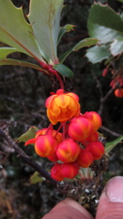 Berberis goudotii