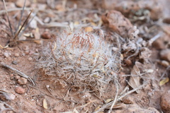 Mammillaria nana