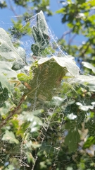 Phryganoporus candidus