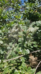 Phryganoporus candidus