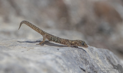 Phyllodactylus gerrhopygus