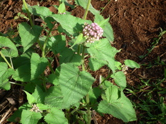 Urolepis hecatantha
