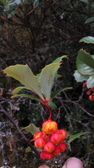 Berberis goudotii