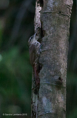 Xiphorhynchus fuscus