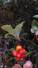 Berberis goudotii