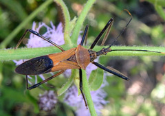 Zelus janus