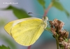 Southern Small White - Photo (c) Marcello Consolo, some rights reserved (CC BY-NC-SA)