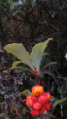 Berberis goudotii
