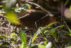 Laterallus melanophaius