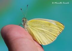 Pieris mannii alpigena
