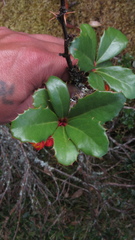 Berberis goudotii