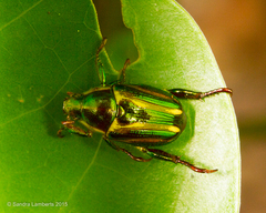 Pelidnota liturella