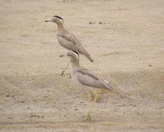 Burhinus superciliaris