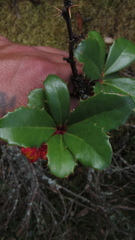 Berberis goudotii