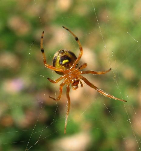 Lattice Orbweaver