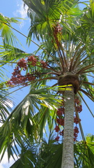 Saribus rotundifolius