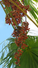 Saribus rotundifolius