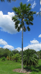 Saribus rotundifolius