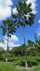 Saribus rotundifolius