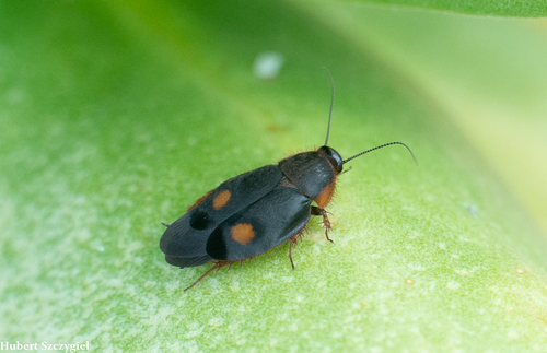 Pacific Cockroach
