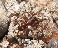 Asagena americana